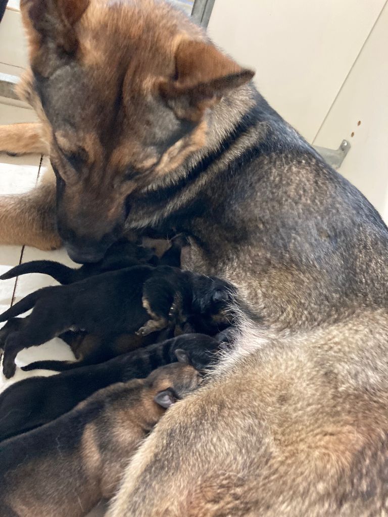 Les chiots sont nés