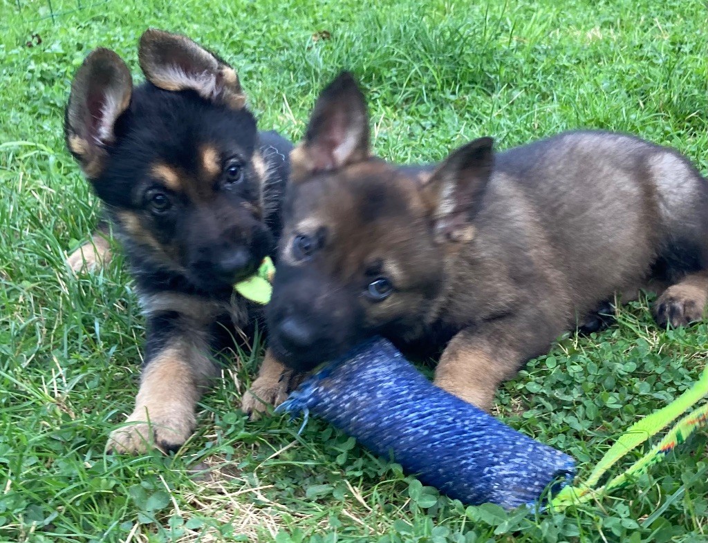 Fun Paradise - A réserver Chiots Berger Allemand lignée de travail 