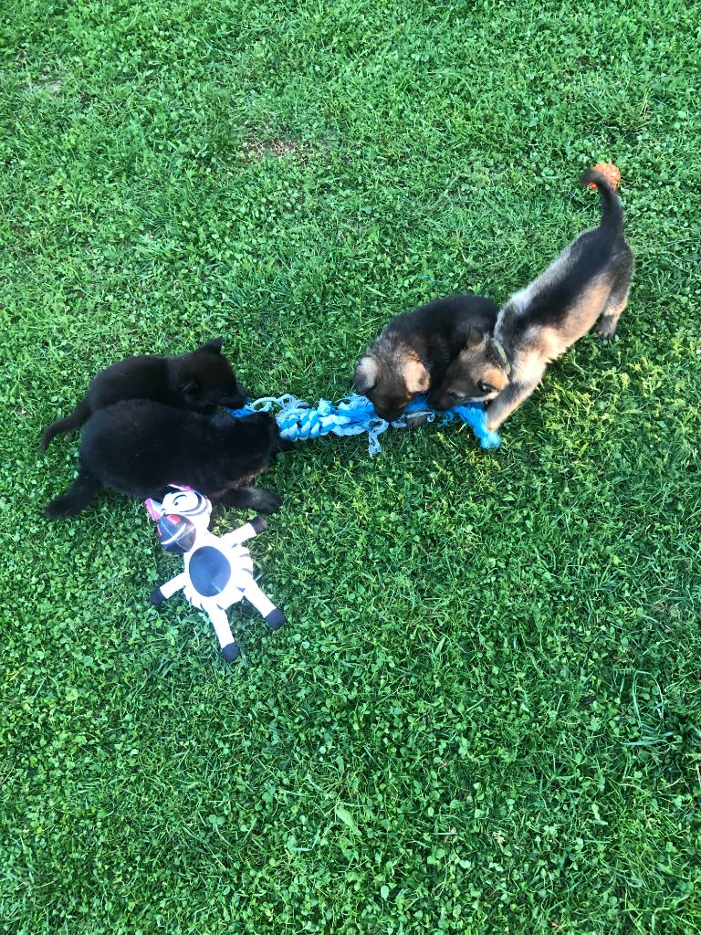 2021 Les chiots de Mely et Lasko 