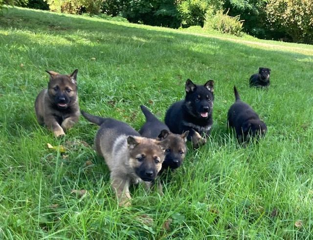 2025 Chiots Ursone x Pikachu