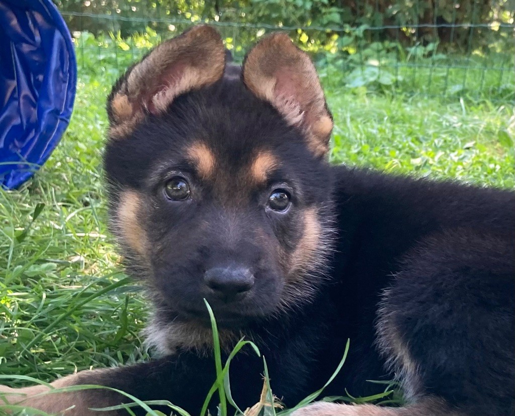 Fun Paradise - Chiots disponibles - Berger Allemand