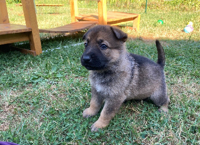 CHIOT 6