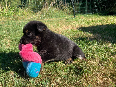 CHIOT 1