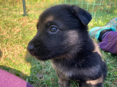 CHIOT 5