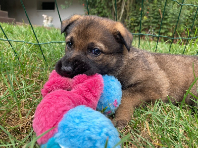 CHIOT 4