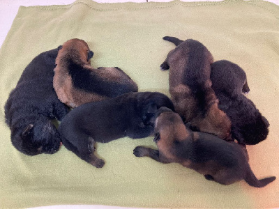 CHIOT 5