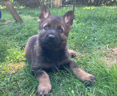 CHIOT 2