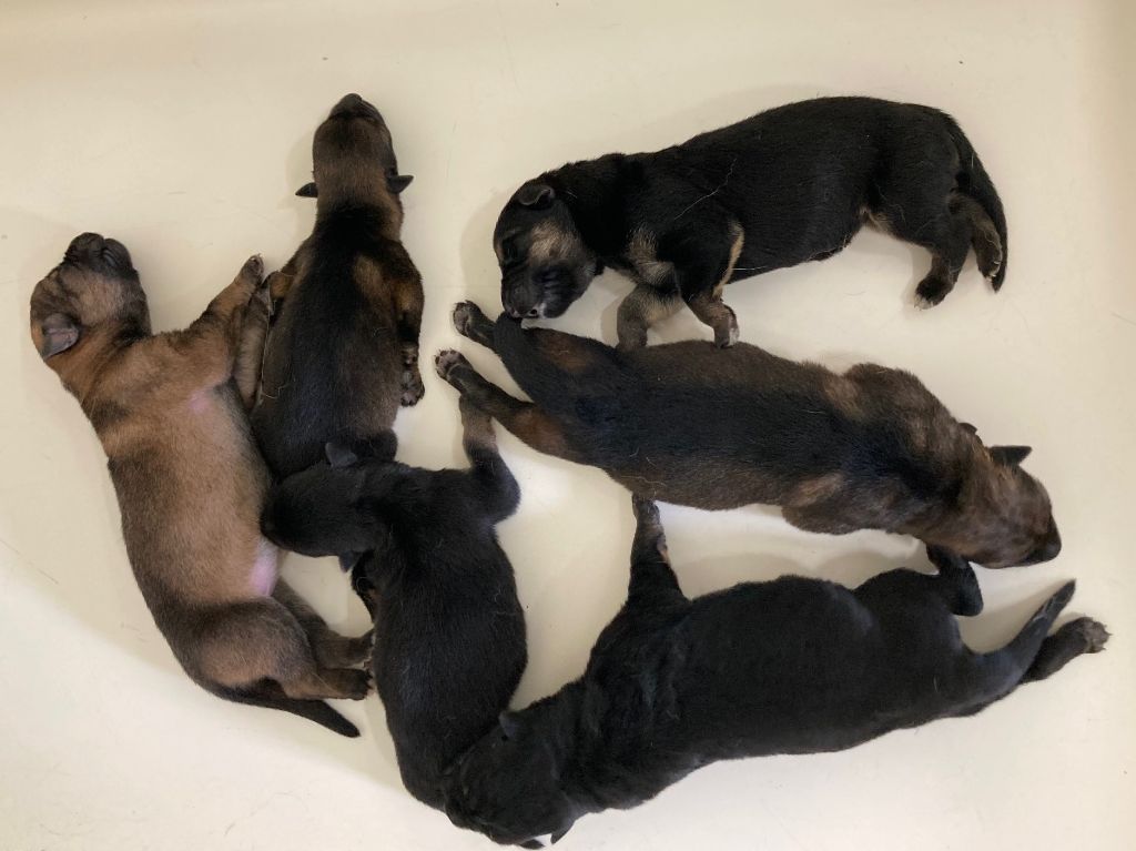Fun Paradise - Chiots disponibles - Berger Allemand